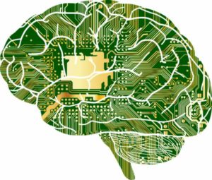 Das menschliche Gehirn als Vorbild Neuronaler Netze