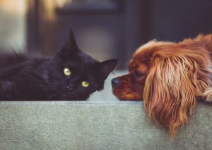 Katze oder Hund - das ist hier die Frage?