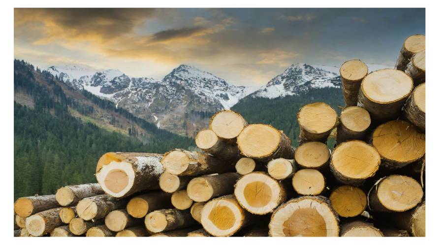 Holzstämme, die auf ihre Weiterverarbeitung warten